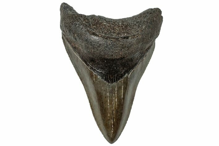 Serrated, Fossil Megalodon Tooth - South Carolina #310047